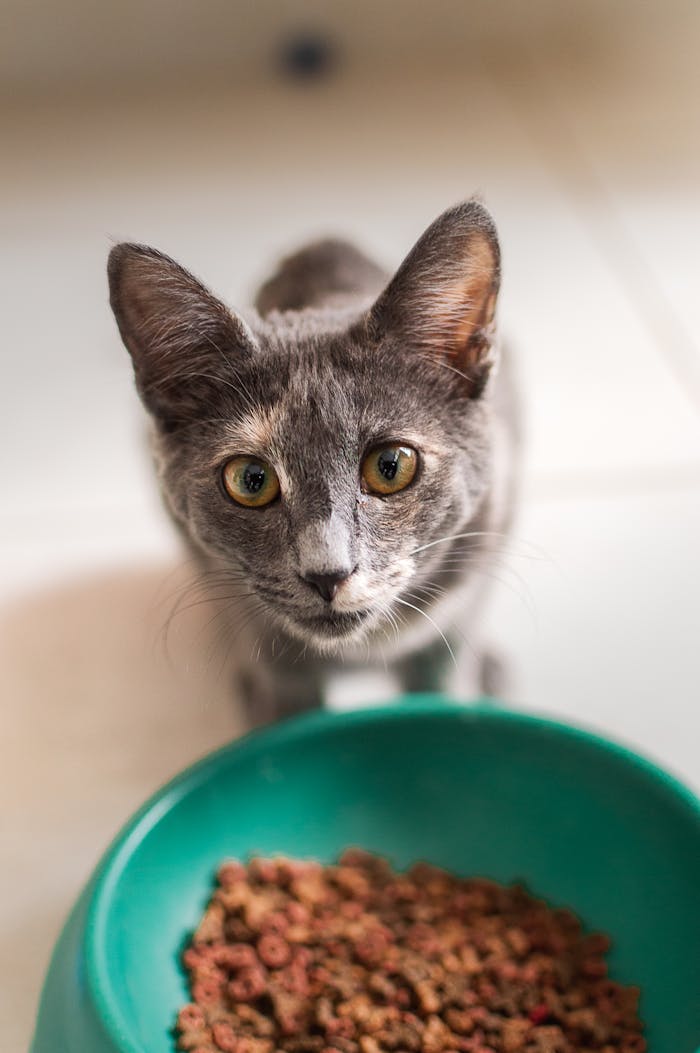 Focused cat looking at food bowl in a cozy indoor setting.