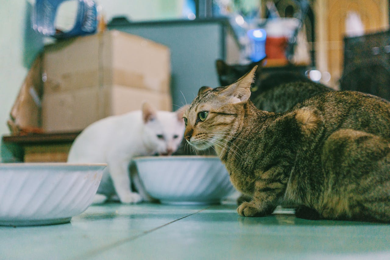 about-01 Close-up of three domestic cats eating indoors, with focused expressions and vibrant fur.